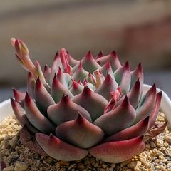 売却済み　　多肉植物 リエール苗　ブラックチップ ブラックジャッカル 抜き苗 多肉 多肉植物 黒多肉 紫多肉 1苗
