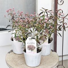 花苗 PW ユーフォルビア ピンクフロスト 3.5号 八重咲き ピンク アンティーク 四季咲き よく咲く