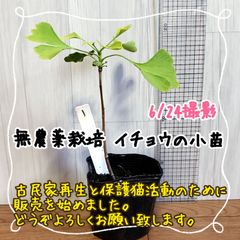 無農薬栽培イチョウの小苗①