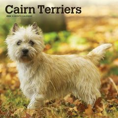 【輸入版】2024年 ケアーン・テリア カレンダー / ブラウントラウト 30.5 x 61 cm (Cairn Terriers  Calendar)