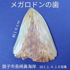 三葉虫化石コロノセファルス(Coronocephalus)・中国：四川省