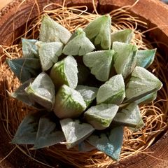 【新入荷】エケべリア　韓国苗　ラブハート　多肉植物｜ポコ多肉