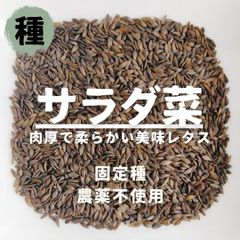 【種】サラダ菜　農薬不使用　100粒