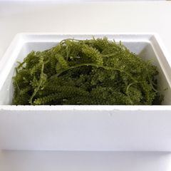 ✴︎生産者直送✴︎　生海ぶどう　茎付　1kg