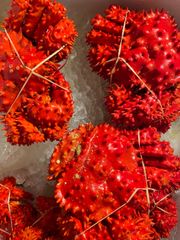 激安‼️北海道根室産　花咲蟹　5杯セット‼️　約300〜400g