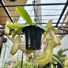 【現品】⑥ ウツボカズラ ネペンテス ルイーザ 食虫植物 5号 ハンギング 吊り鉢 ①