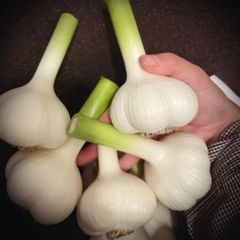 千葉県産新ニンニク 箱込み10キロ - メルカリ
