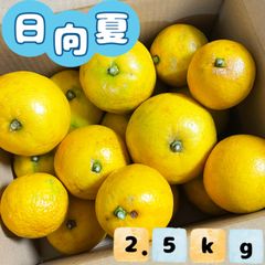 福岡県産とれたて日向夏2.5kg ニューサマーオレンジ