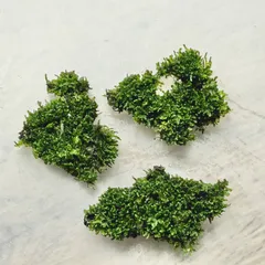 【専用出品】プレミアムモス　活着済み　硬質流木　おまけ付き　<1657> 専用出品】プレミアムモス 活着済み 硬質流木 おまけ付き <1657