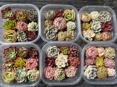 2025年最新】多肉植物 苗 韓国苗の人気アイテム - メルカリ
