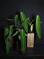 〇ポットごと♡ワロクアナム♡アンスリウム♡ アンスリウム ワロクアナム 2号ポリポット – RARE PLANTS JAPAN
