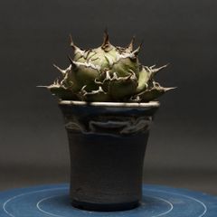 "Agave titanota" アガベ チタノタ【シーザー】 管理2240