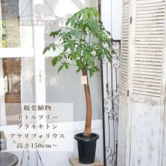 2025年最新】ブラキキトンの人気アイテム - メルカリ