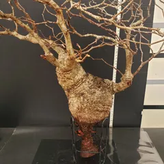 b*5様 オペルクリカリア　パキプス　ベアルート　緑肌　　現地株　8/3から管理 2025年最新】オペルクリカリア パキプス ベアルートの人気