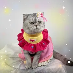 【1～3日以内に発送！】ペット用 コスプレ衣装 猫服 犬服 推しの子 風 星野アイ B小町 アイドル衣装 《ワンサイズ》