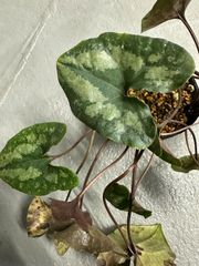 カンアオイ 斑入り 金坤冠 鉢植え 山野草 - メルカリ