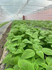 Kinh giới ベトナムしそ　500g