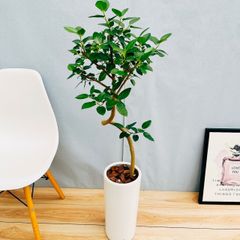 ［現品］1番　フランスゴムノキ　曲がり　7号　フィカスルビギノーサ　観葉植物　大型　室内　陶器鉢受け皿付き
