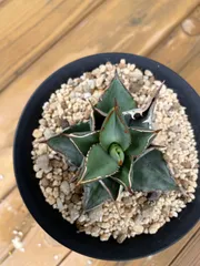 2025年最新】チタノタ小島の人気アイテム - メルカリ 