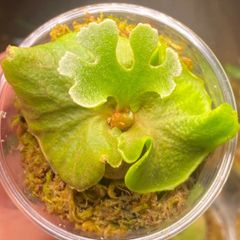 P.ridleyi dwarf silvery spore ビカクシダ リドレイ ドワーフ 