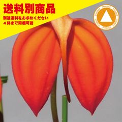 洋蘭 Masd igunea