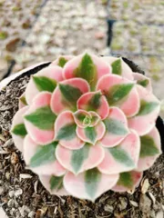 2025年最新】多肉アエオニウムの人気アイテム - メルカリ