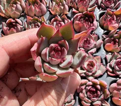 2024年最新】蓮灯 多肉の人気アイテム - メルカリ 