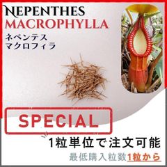 【種子】ネペンテス マクロフィラ 食虫植物 /セット割あり 数量1粒から購入可