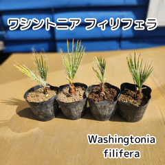 【ちびヤシ】【鉢ごと発送】　ワシントン4鉢4苗　ワシントニアフィリフェラ　Washingtonia filifera　2025.3.14-Wf1(4鉢4苗)