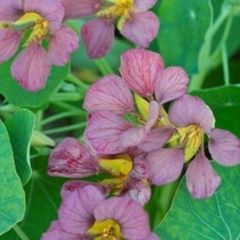 【花の種】１５粒　ナスターチューム　パープルエンペラー　ナスターチウム  きんれんか（金蓮花）