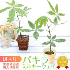 『「パキラ ミルキーウェイ」実生苗 斑入り 』2.5号ポット鉢 希少 Pachira glabra Milky Way 観葉植物 送料無料 栽培苗セット 肥料 水苔 受け皿 育て方説明書 転売禁止