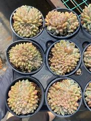抜き苗 リンイーチェン綴 MY8×18株 ふっくら 多肉植物 エケベリア サボテン 韓国苗 新入荷