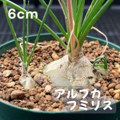 球根植物 アルブカ フミリス