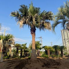 ワシントンヤシ 楽天市場】【ケース販売：11入】 ヤシ（ワシントンヤシ） 4号