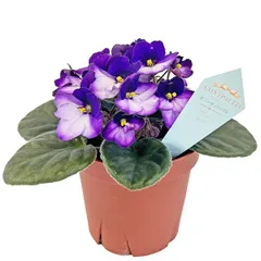 セントポーリア ボニータ パープル 3.5号 開花株 バイカラー 苗 アフリカスミレ 耐陰性 室内 園芸 観葉植物のサムネイル