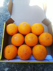 清見オレンジ  1.5キロ  家庭用