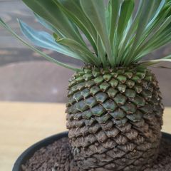 ユーフォルビア　鉄甲丸　No.006　鉢、送料込　メルカリ便 ユーフォルビア 鉄甲丸 【 現品 】大株 鉢のまま発送 - メルカリ