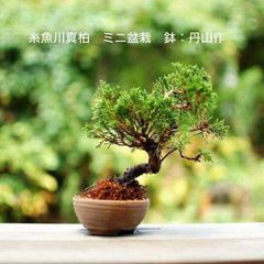 糸魚川真柏（いといかわしんぱく） 苗木素材 丹山作盆栽鉢 自分で作るミニ盆栽