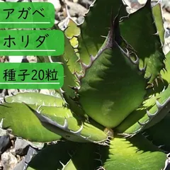 【種子】アガべ ホリダ 種子20粒のサムネイル
