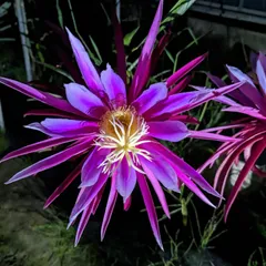 2025年最新】コニーマイヤーのなえの人気アイテム - メルカリ