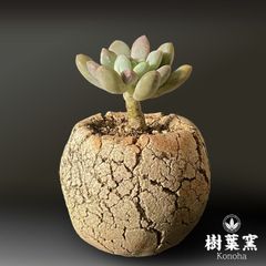 ミニ植木鉢（植物付き）