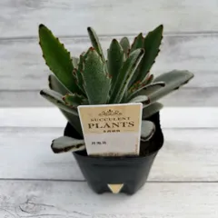 メルカリ便　【ソマリエンシス錦　カモフラ　バリエガータ】 メルカリ便 【ソマリエンシス錦 カモフラ バリエガータ】 メルカリ便