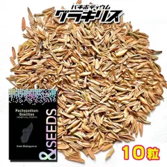 200粒 象牙宮 パキポディウム グラキリス 種 種子 塊根 2025年最新】象牙宮の人気アイテム - メルカリ