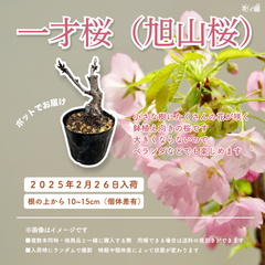 再入荷★一才桜（旭山桜）ポット
