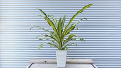 【観葉植物】見応え抜群！ドラセナ・ゴールドコード　5号鉢