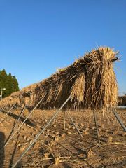 もち米　ヒヨクモチ　玄米1㎏