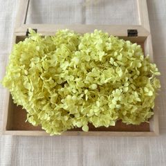 プリザーブドフラワー アナベルアジサイ 約11g (イエローグリーン) みちのく 未使用品 あじさい 紫陽花 ヘッド LGN