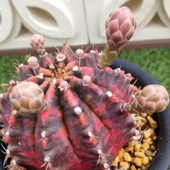 2025年最新】王冠竜 サボテンの人気アイテム - メルカリ 