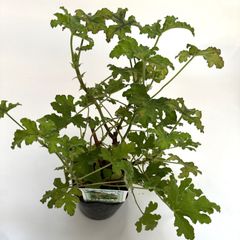 ハーブゼラニウム　チョコミント　3.5号　自家栽培　希少品種　観葉植物　蚊連草