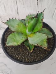 アガベ チタノタ ブラック&ブルー オテロイ  Agave titanota oteroi 実生苗
